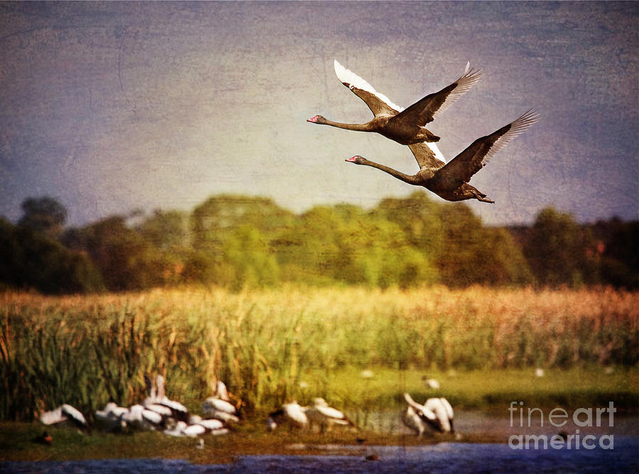 Swans In Flight Photograph by Kym Clarke