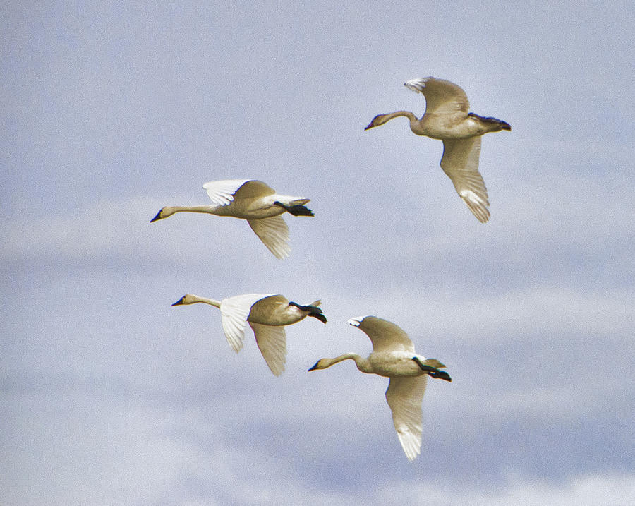 Wildlife Photograph - Swans in Flight by Phyllis Taylor