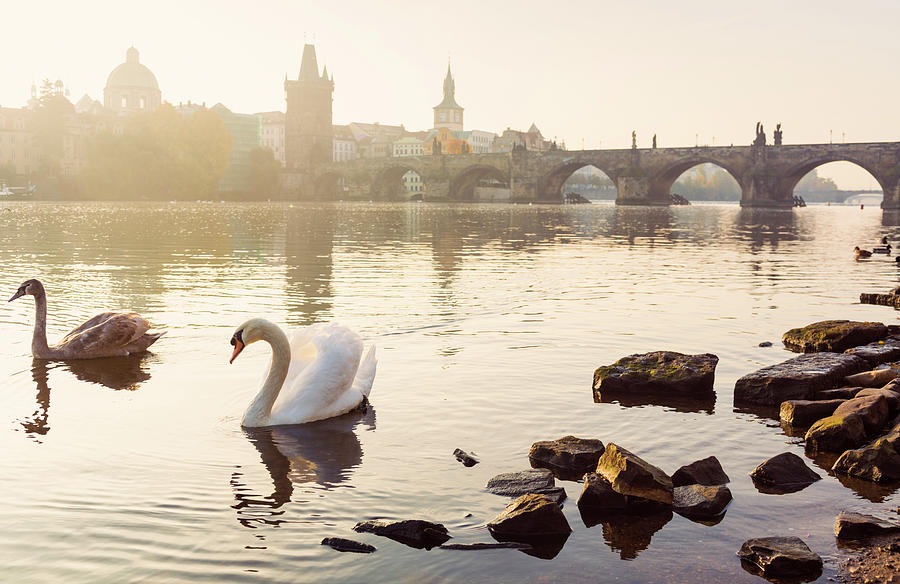 Swans In Front Of Charles Bridge In Photograph by Spooh