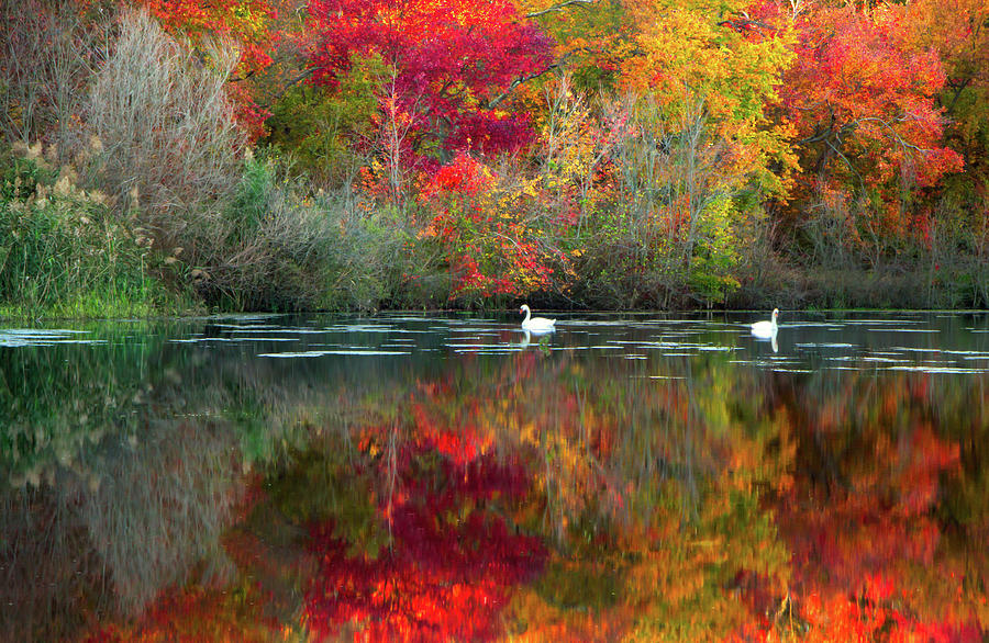 Swans  In Lake In Autumn Photograph by Enn Li  Photography