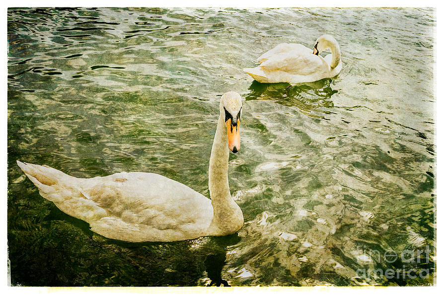 Swans in Marlow Photograph by Lenny Carter