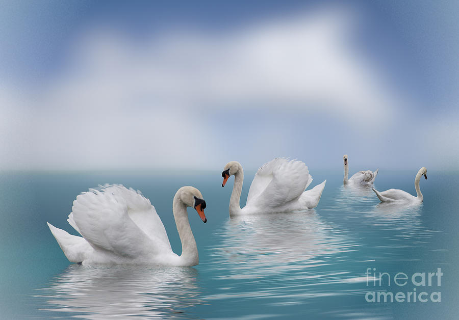 Swans in Paradise Photograph by Shirley Mangini