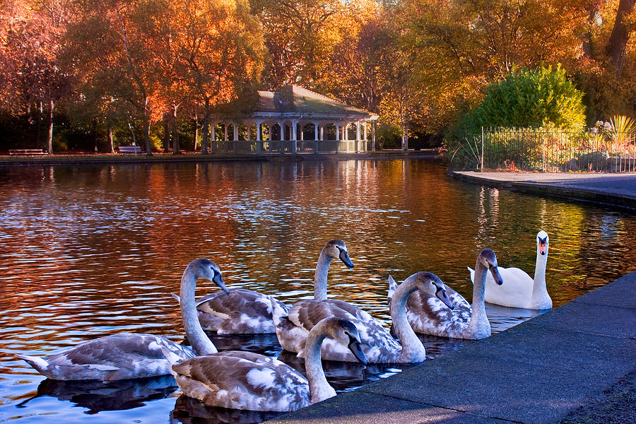 Tree Photograph - Swans in Stephens Green / Dublin by Barry O Carroll
