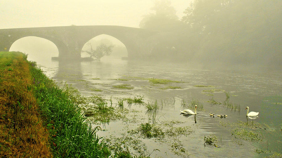 Swans In The Mist Photograph by Joe Ormonde