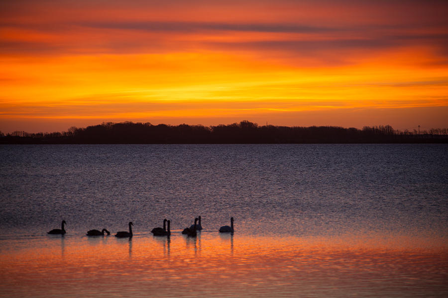 Swans In The Sunrise Photograph by Ralf Kaiser