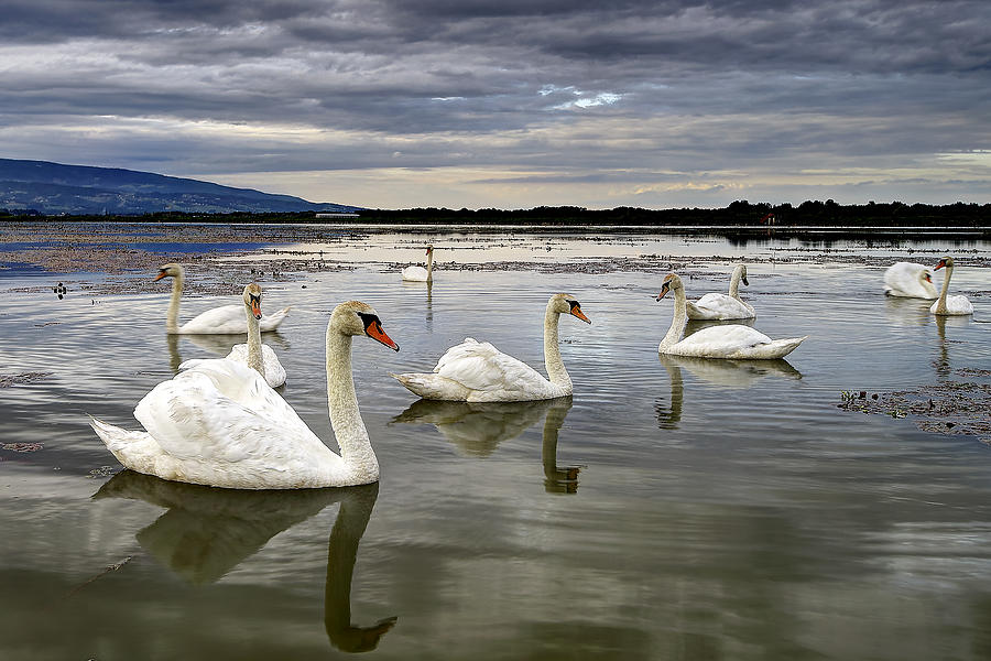 Swans Photograph by Ivan Slosar