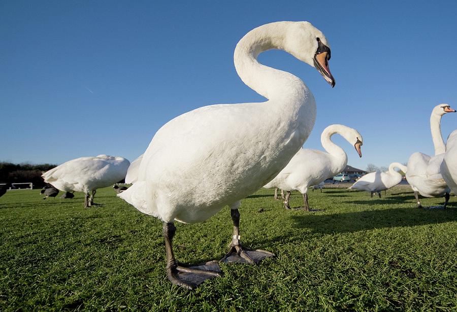 Swans Photograph by John Short