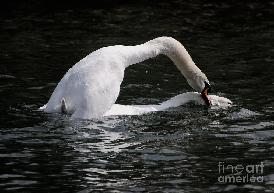 Swans making love Photograph by Mats Silvan