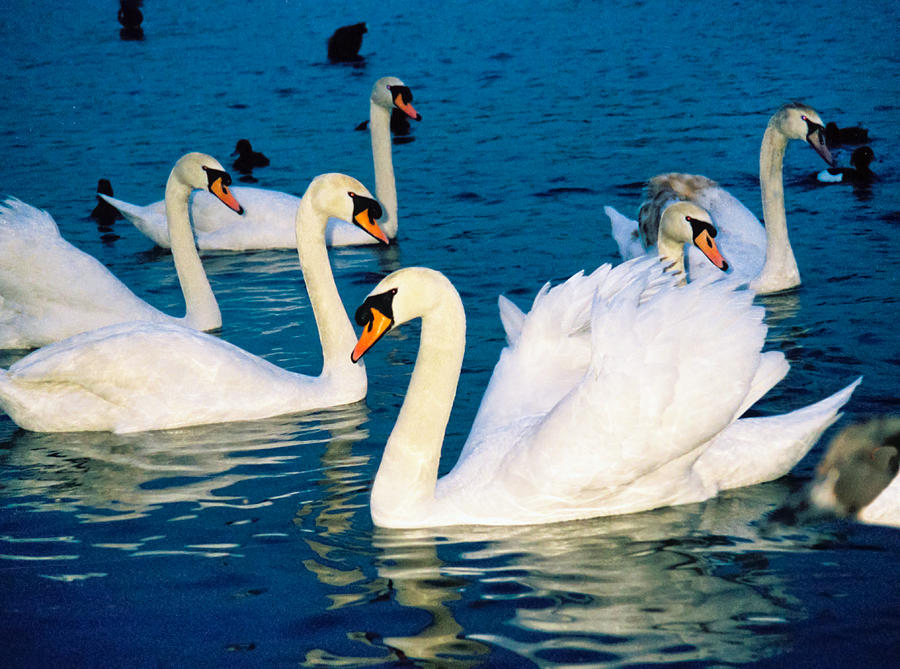 Swans Photograph by Matthew Bamberg