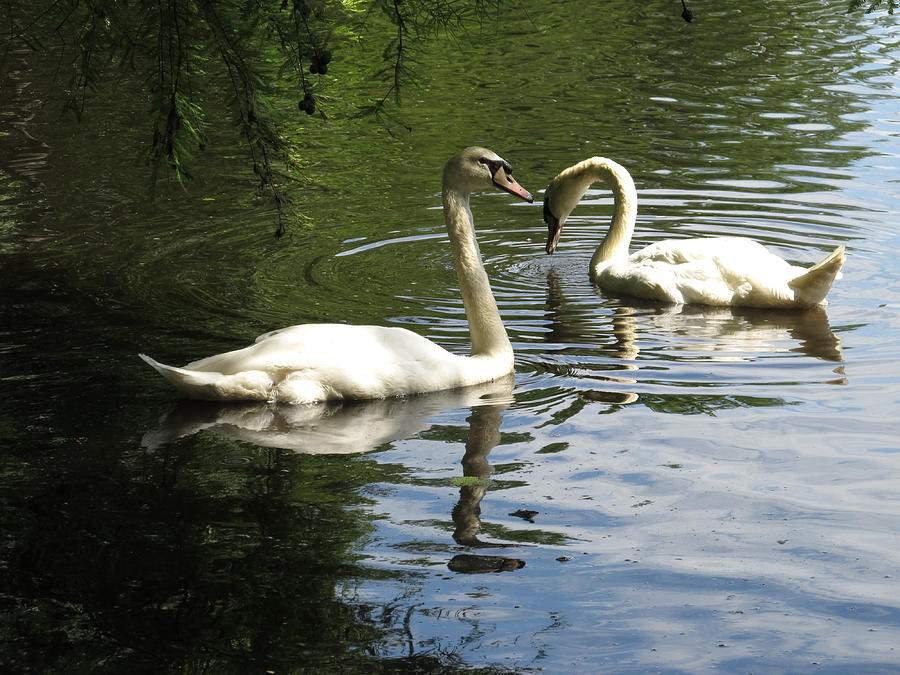 Swans Photograph by Michele Caporaso