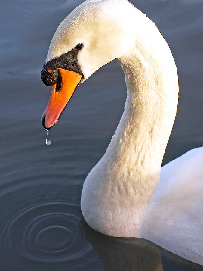 Swans Neck Photograph by Gill Billington