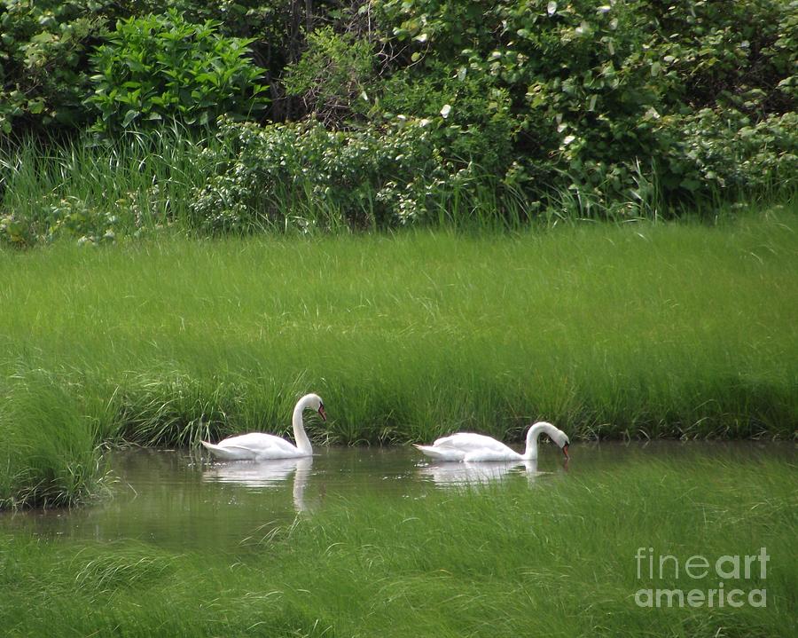 Swans of Chatham Photograph by Michelle Welles