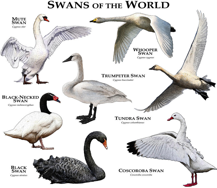 Swan Photograph - Swans Of The World by Roger Hall