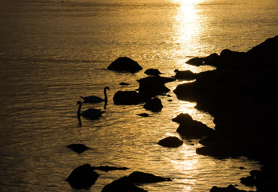 Swans on Liquid Gold Photograph by Georgia Mizuleva