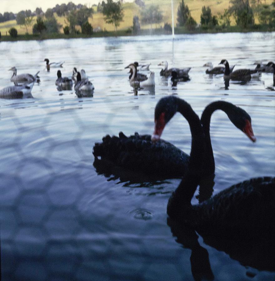 Swans On Mary Woodard Laskers Pond Photograph by Horst P. Horst