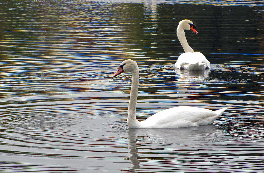Swans On The Lake Photograph by Cedric Hampton