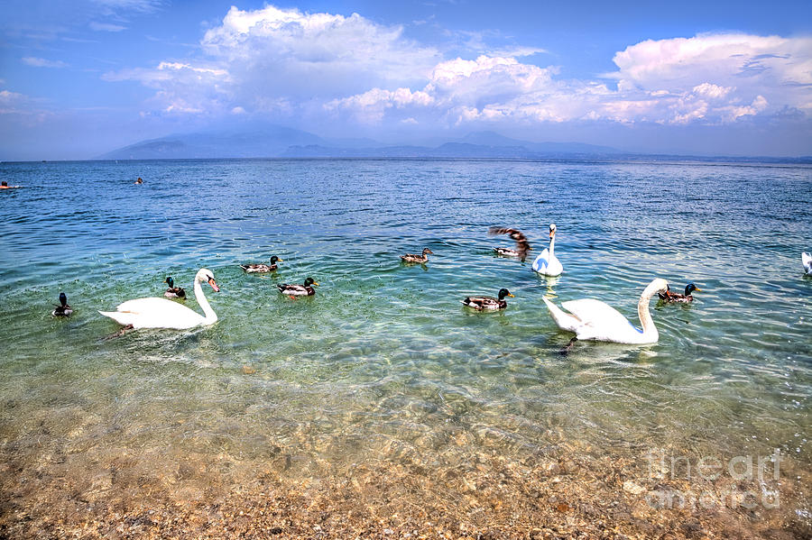 Swans on the Lake Garda Photograph by Gina Koch