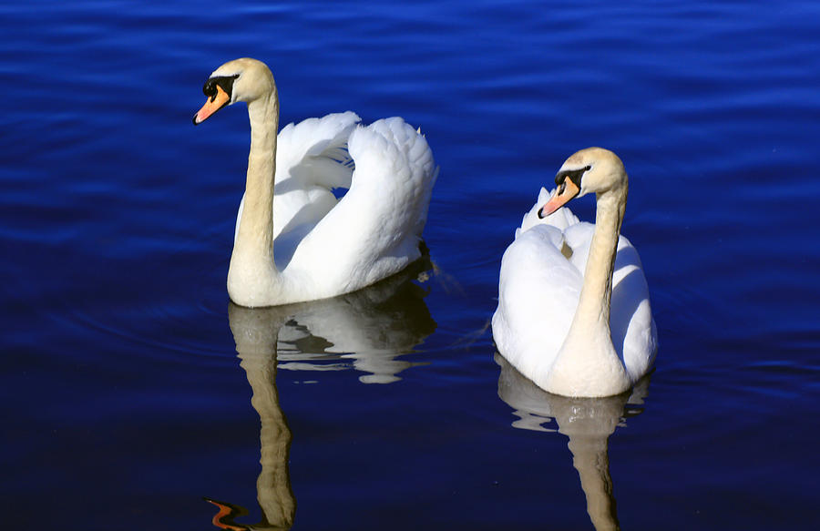 Swans on the Lake Photograph by Jennifer Robin