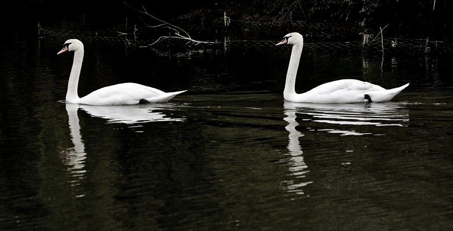 Swans on the Lake Photograph by Jeremy Hayden