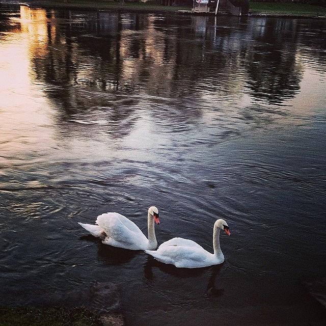 Swans On The River Thames This Evening Photograph by Will Banks