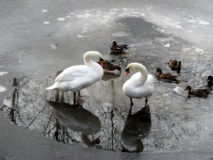 Photographs Photograph - Swans On Thin Ice by Brian Chase Photographs Photograph - Swans On Thin Ice by Brian Chase