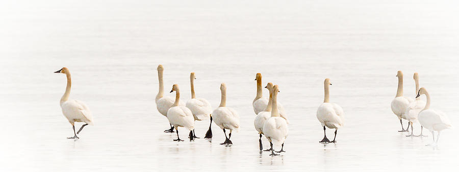 Swans On Thin Ice Photograph by Yeates Photography