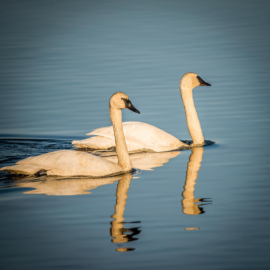 Swans Photograph by Paul Freidlund