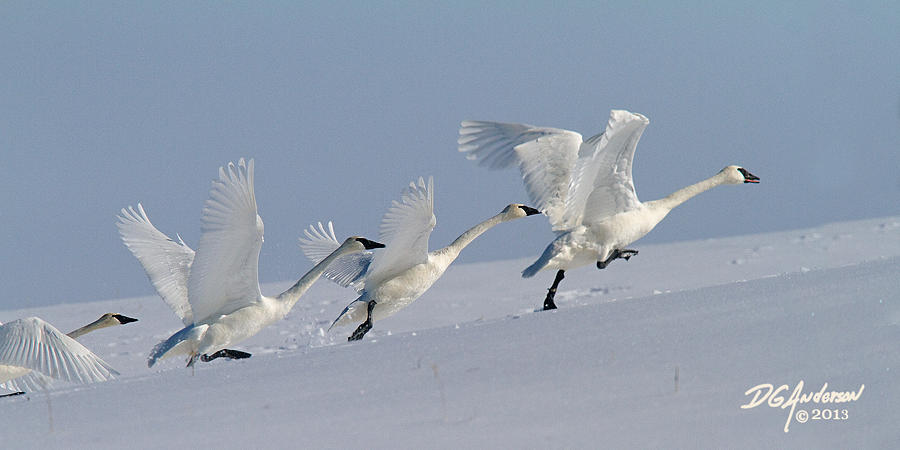 Swans snowy takeoff Photograph by Don Anderson
