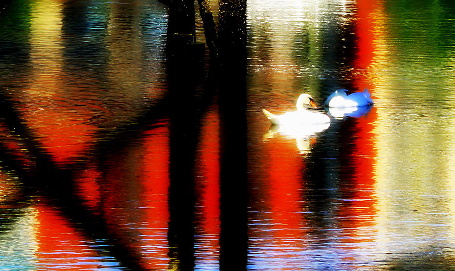 Swans Sojourn Photograph by Aurelio Zucco