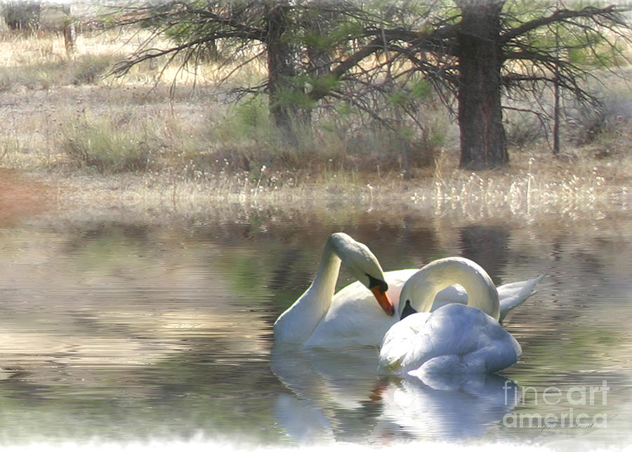 Swans Photograph by Stephanie Laird