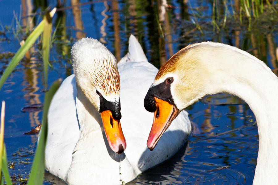 Swans Photograph by Suanne Forster