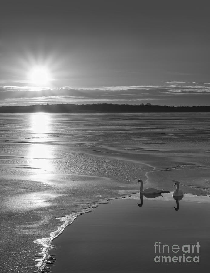 Nature Photograph - Swans Sunrise BW by Michael Ver Sprill