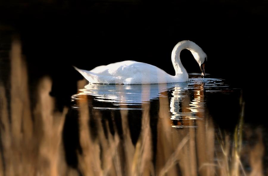 Swans Swim Photograph by Diana Angstadt