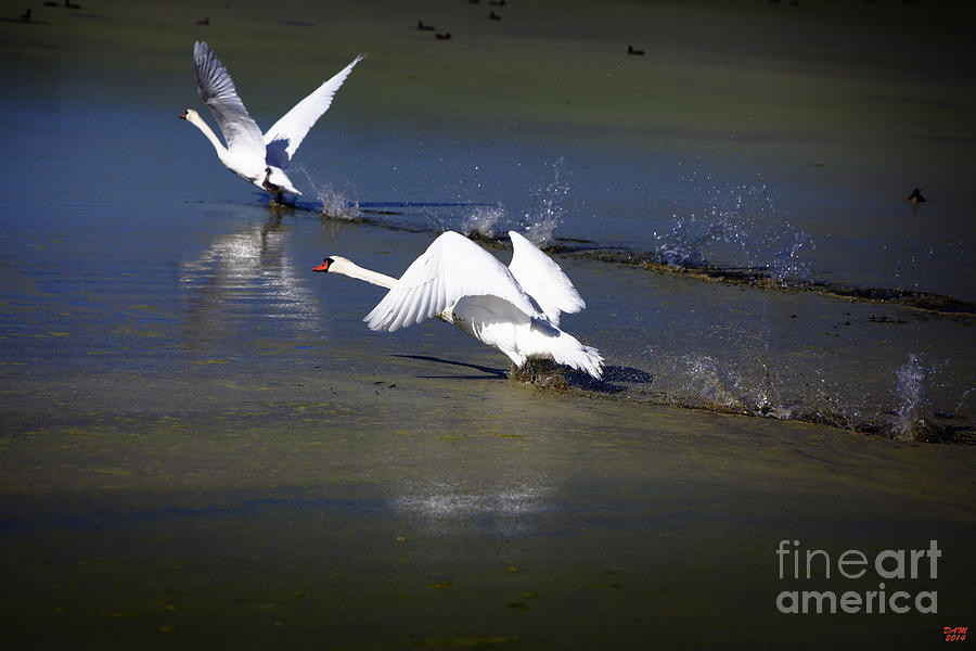 Swans Tandem Takeoff Photograph by David Millenheft