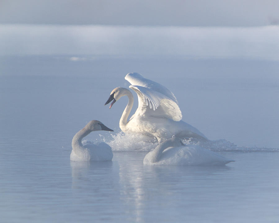 Trumpeter Swans - Threes Company Photograph by Patti Deters