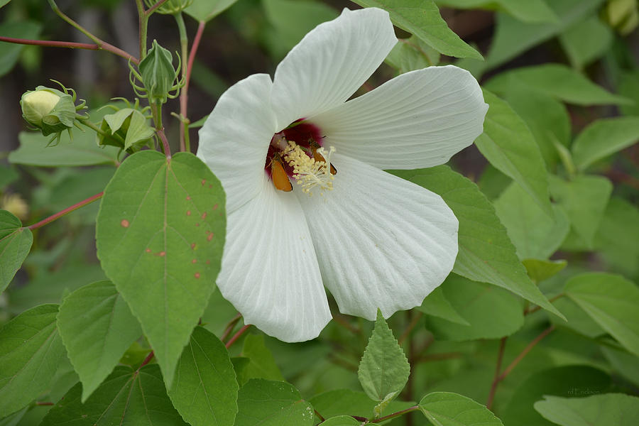 Swap Rose Mallow - Hibiscus moscheutos Photograph by RD Erickson - Pixels