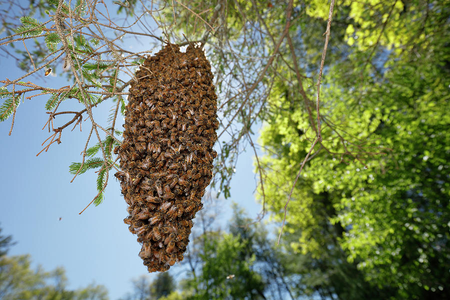 swarm-of-bees-hanging-from-tree-branch-photograph-by-paul-e-tessier