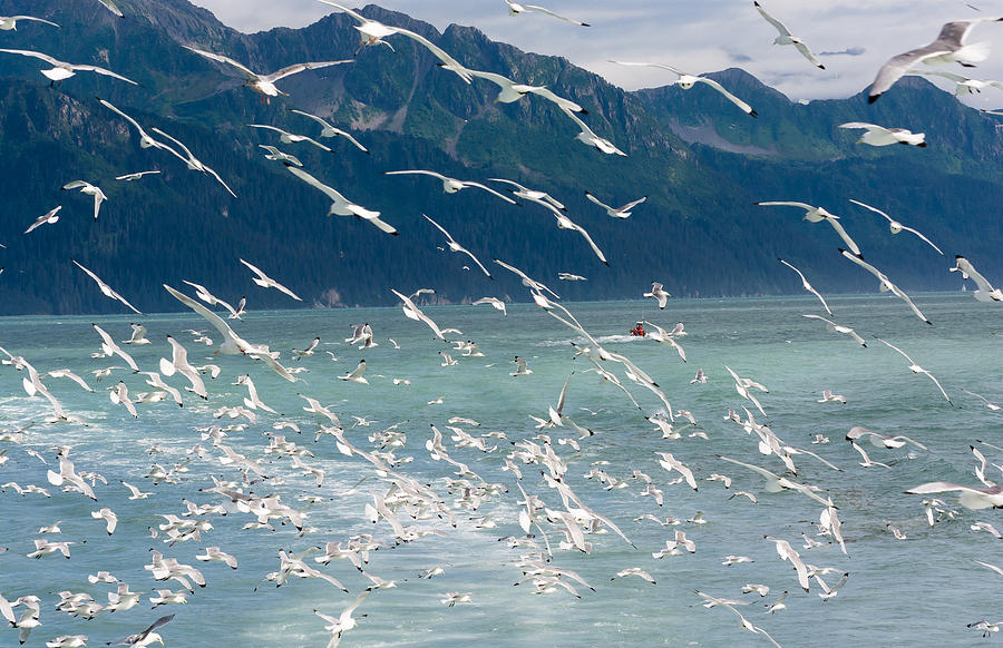 Swarm of Gulls Photograph by Mark Little