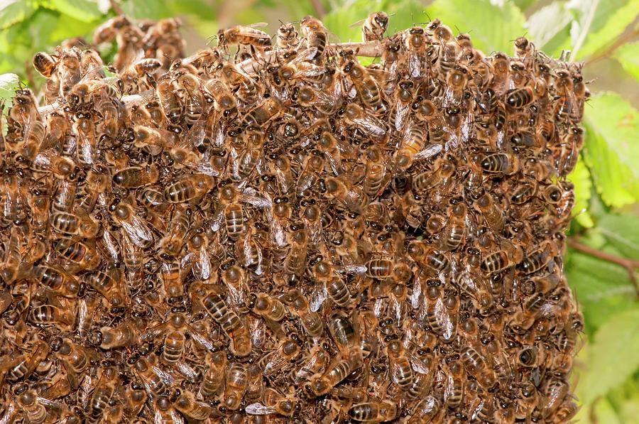 How to get rid of swarm of bees