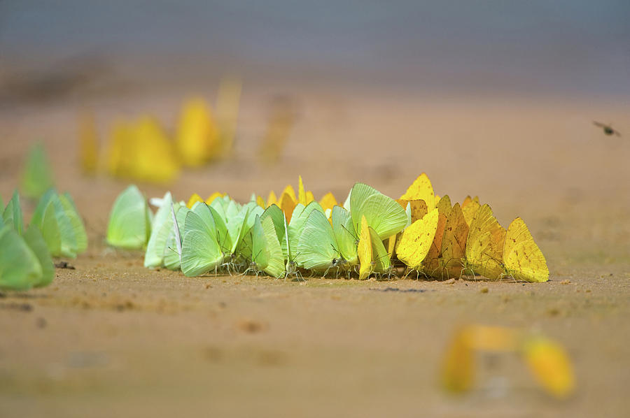 Butterfly Photograph - Swarm Of Sulphur Butterflies, Three by Animal Images