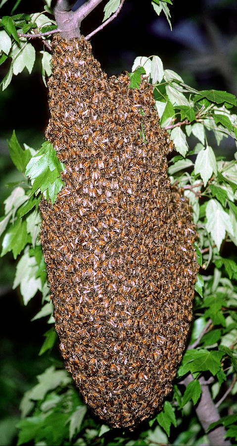 Swarm Of Wild Honeybees Photograph by Millard H. Sharp