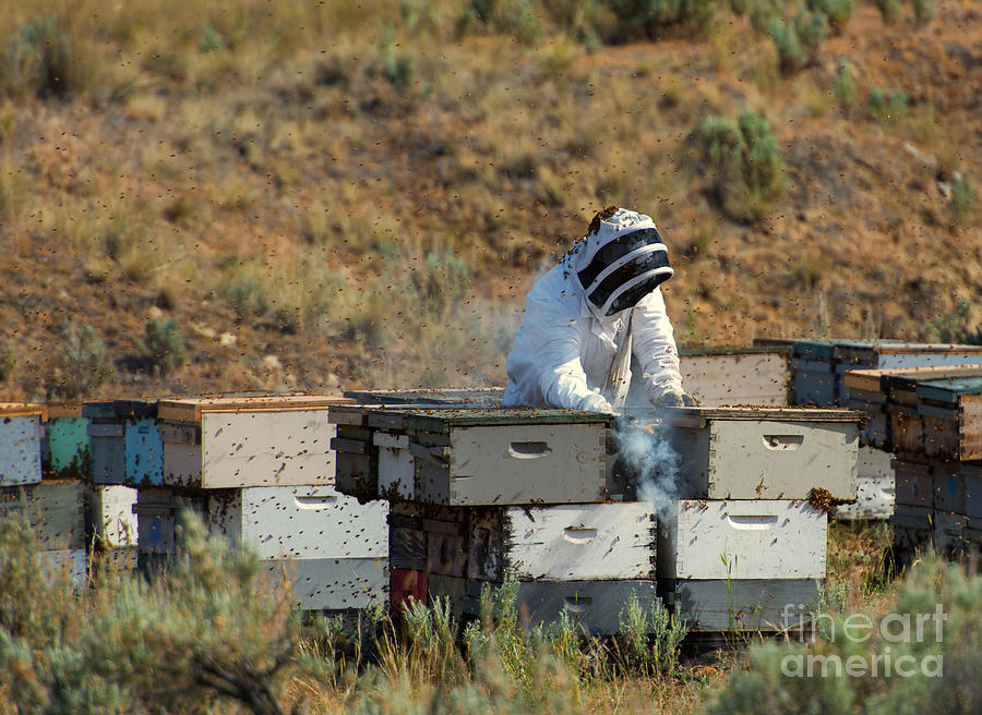 Beekeeper Photograph - Swarmed by Michael Dawson