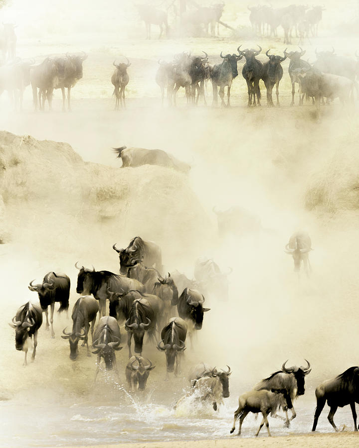 Wildlife Photograph - Swarming by Husain Alfraid