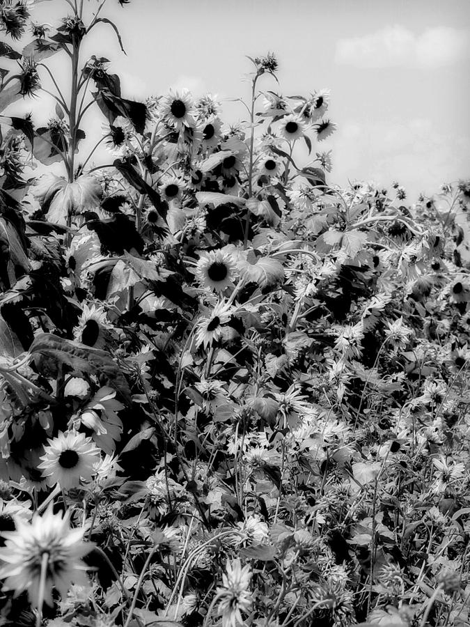 Sunflower Photograph - Swarming Sunshine bw by Elizabeth Sullivan
