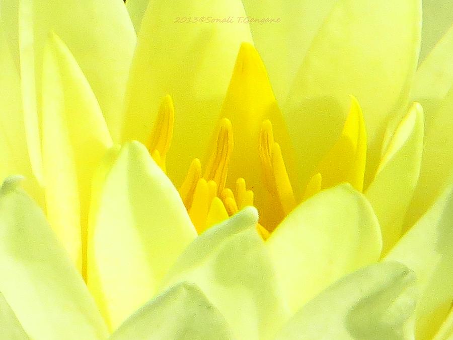 Yellow Lotus Photograph - Swarna Kamal by Sonali Gangane