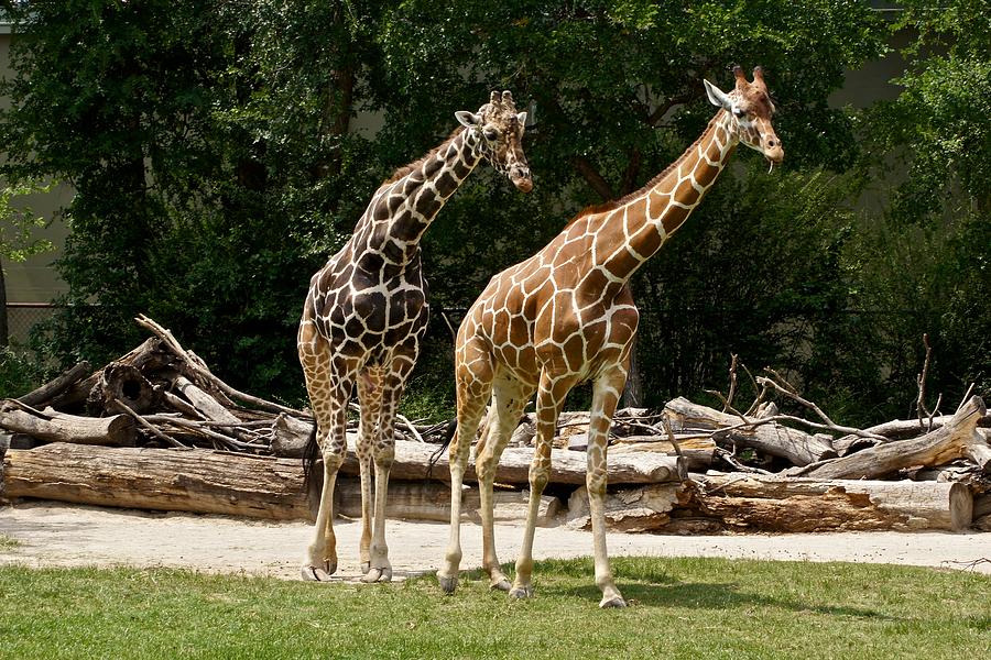 Swaying Giraffes Photograph by Ricardo J Ruiz de Porras