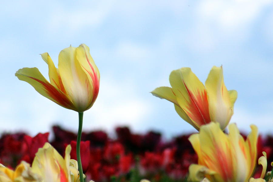 Tulip Photograph - Swaying in the Wind by Carrie Warlaumont