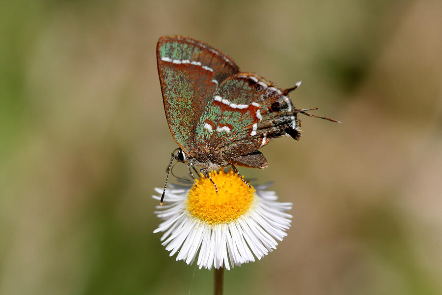 Butterfly Photograph - Sweadners Juniper Hairstreak by April Wietrecki Green