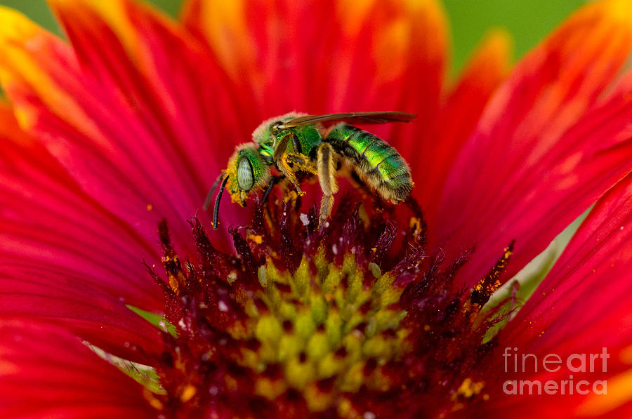 Animal Photograph - Sweat Bee Collecting Pollen by Anthony Mercieca