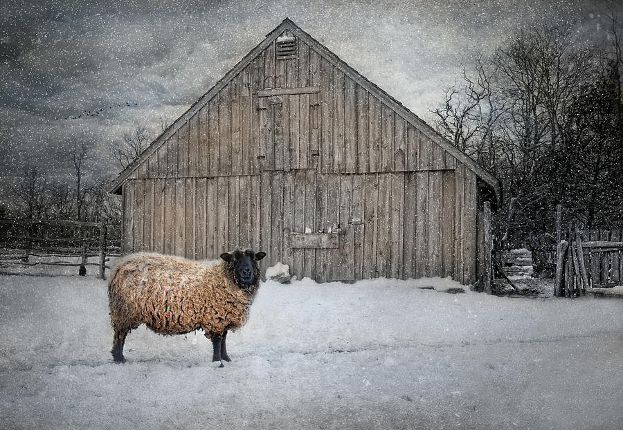 Sheep Photograph - Sweater Weather by Robin-Lee Vieira